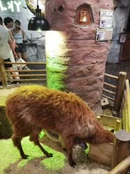 -Zoolung Zoolung动物主题公园(海信广场店)