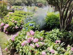 -上海共青森林公园