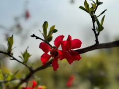 -洛阳市隋唐城遗址植物园