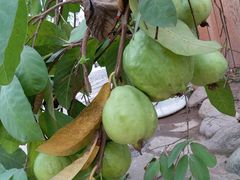 -万源龙顺度假庄园生态观光园