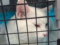 -纳吉亚猫专科动物诊疗中心(蒋宅口分院)
