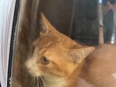 -瑞鹏宠物医院·夜间急症·心超·猫科(祖庙分店)