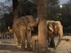 -清迈夜间动物园