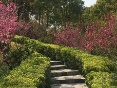 -南汇桃花村