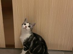 -lincat·猫舍(广州店)