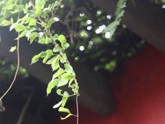 -四川大学(华西校区)