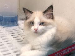 -lincat·猫舍(广州店)