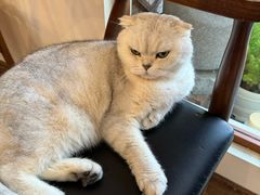 -有猫主题·治愈系猫咖(曾厝垵店)