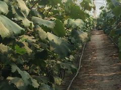 -马陆小张葡萄园农家乐