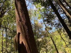 -云南屏边大围山国家公园