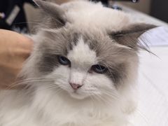 -申普宠物医院·眼科·心内科·影像科(普陀分院)
