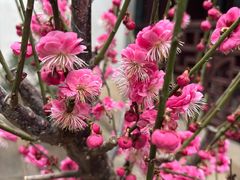 -花木兰·咖啡·茶铺