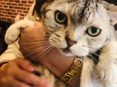 -猫友咖啡店(玉林西路店)