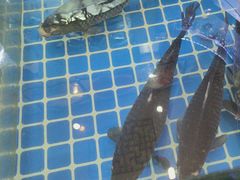 -千岛湖小鱼儿·淳安匠心农家菜