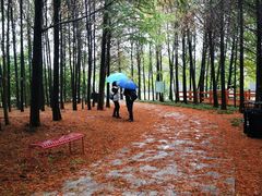 -上海海湾国家森林公园