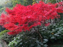 -岳麓山风景名胜区