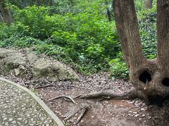 -上海佘山国家森林公园天马山园