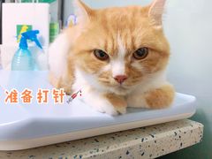 -半岛宠物医院24小时(科华中路店)