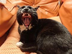 -伟伟宠物医院·瑞派猫友好医院·猫科(光谷店)