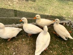 -金鸡湖桃花岛