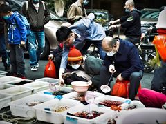 -清平路水族市场