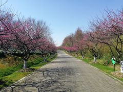 -上海海湾国家森林公园