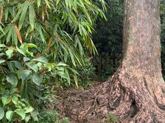 -海南热带雨林国家公园吊罗山景区