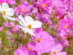 -花开海上生态园