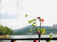 -柳莺湖上·湖景餐厅·江南菜(西湖店)