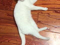 -芭比堂动物医院·犬猫全科·异宠专科(雁塔分院)