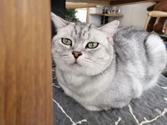 -平行世界·猫咖(首经贸店)