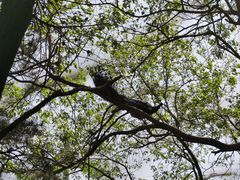 -燕塞湖鸟语林景区