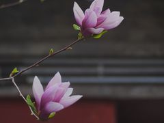 -白云观