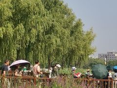 -莲花池公园