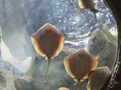 -珠海长隆海洋王国