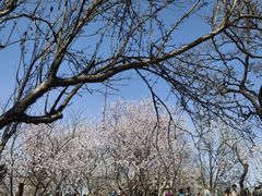-桃花堤公园