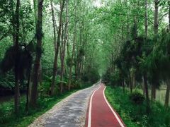 -合肥滨湖国家森林公园