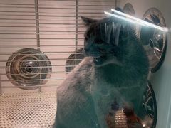 -猫宠乐园·专业洗护
