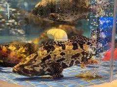 -金苑海鲜酒家(来魅力店)