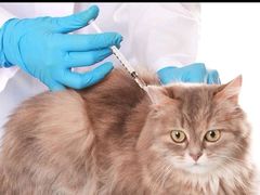 -艾贝尔宠物医院 ·内科全科(梁溪路店)