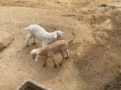 -石家庄市动物园