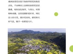 -桑洲油菜花景区