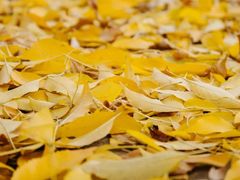 -北京大学百年讲堂