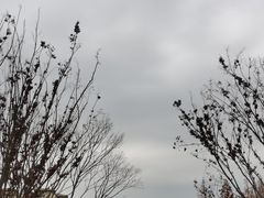 -昆山城市生态森林公园