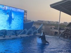 -上海海昌海洋公园