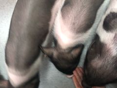-我爱猫咪·猫咖·狗咖·安哥拉兔·羊驼咖(小寨华旗店)