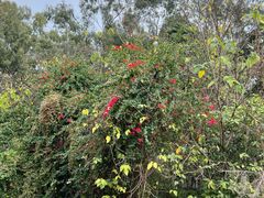 -麓湖高尔夫球俱乐部