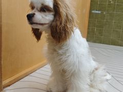 -帕帕拉兹宠物(亚洲旗舰店)