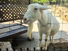 -神户市立六甲山牧场