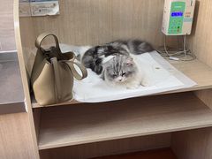 -北京观赏动物医院·24小时大型综合·猫专科·异宠专科